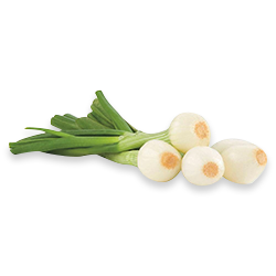 Cebolla Cambray