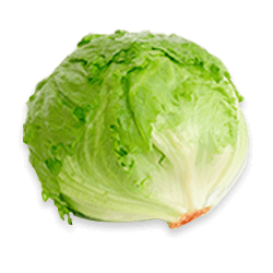 Lechuga Batavia