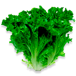 Lechuga crespa hidropónica